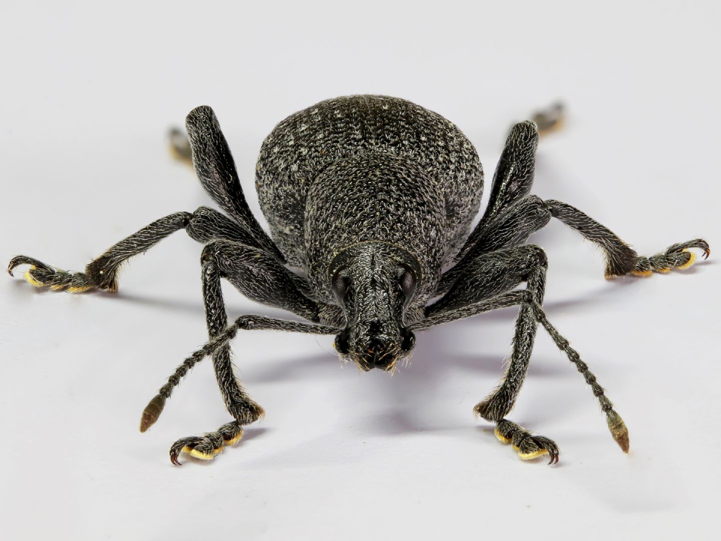 Curculionidae: Otiorhynchus sp.